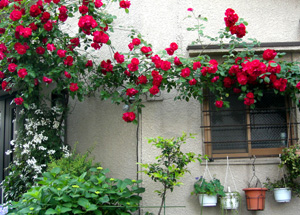 house roses.JPG